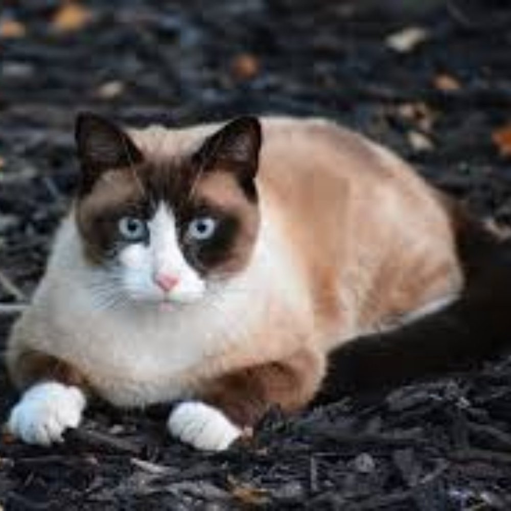 Meet your Posher, Adam